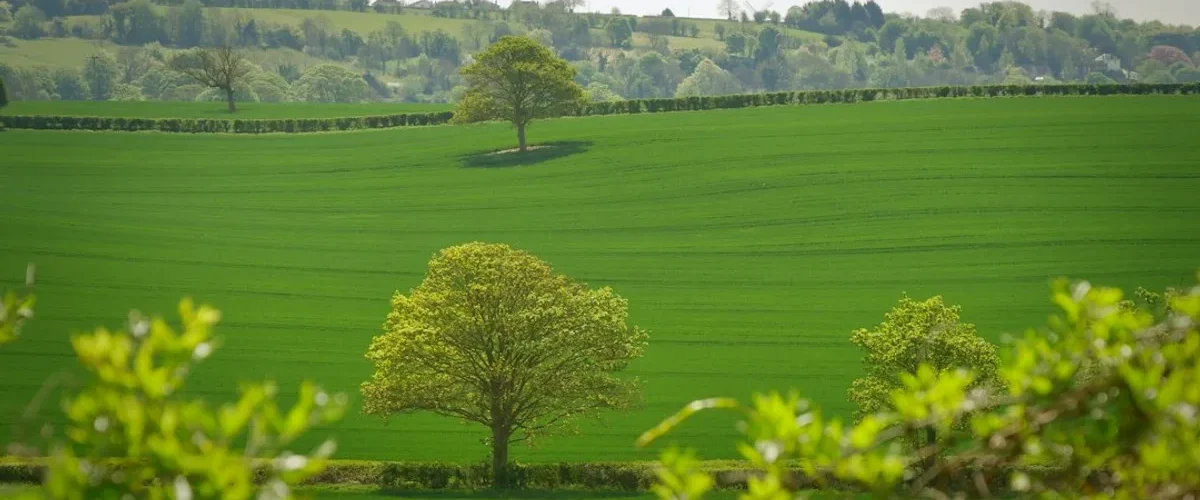 peut planter arbre limite propriete