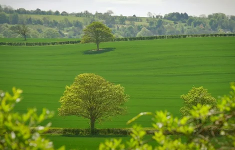 peut planter arbre limite propriete
